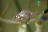 飼育しているコメット 金魚 の体色が 家でメスの Yahoo 知恵袋