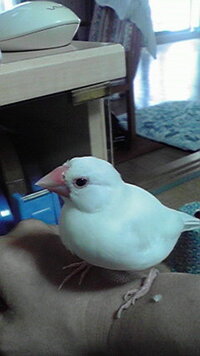 うちの父は飼っている文鳥を放し飼いで 庭で遊ばせたがります Yahoo 知恵袋