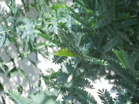 ミモザアカシアの葉っぱが害虫に食われています 害虫駆除に詳し Yahoo 知恵袋