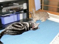 ウサギと 猫を 飼ってる方に質問します 仲良くしてますか 家は 仲悪いです Yahoo 知恵袋