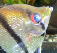 熱帯魚の病名を教えてください 目が黒目の辺りを中心に白くなり また 口 Yahoo 知恵袋