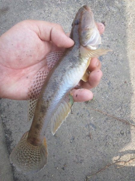 大きなハゼについてu2026今日ハゼを釣りに行きました。釣れるのは1 