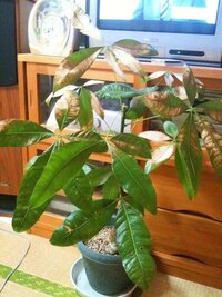 観葉植物のパキラの葉の変色についての質問です 自宅で育てている観葉植物のパキラ Yahoo 知恵袋