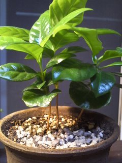 今コーヒーの木が、鉢から3本出てますが、窮屈に見えるので、これを1