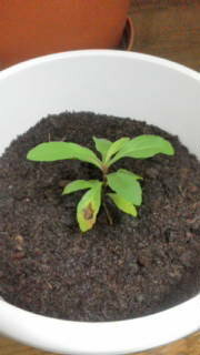 セイタカアワダチソウを栽培しています。

播種して何年目に開花するのでしょうか!?
 