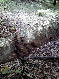 テッポウムシやコガネムシ幼虫駆除にに効果がありそうなオルトラン Yahoo 知恵袋