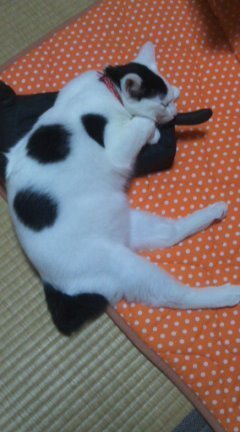 生後５ヶ月弱の子猫の肥満について 家の子は生後５ヶ月 Yahoo 知恵袋