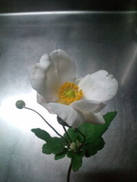 結婚式で使用のバラの切花を水につけておいたら新芽が出てきたのでこれを再生させる Yahoo 知恵袋