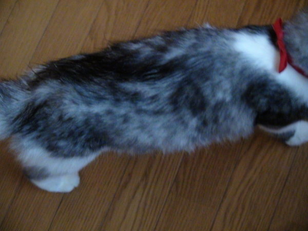 生後６ヶ月強の飼い猫の腹の画像ですが膨らんでいるように見えます 