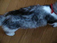 生後６ヶ月強の飼い猫の腹の画像ですが膨らんでいるように見えます これは Yahoo 知恵袋