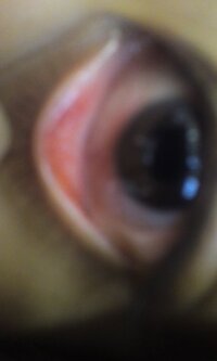 眼が痛いです 黒目の下らへんがすごく充血しています これってなんかの病 Yahoo 知恵袋