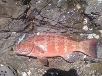 ハタ科の魚でどの魚が高級なのでしょうか オオモンハタ アコウ Yahoo 知恵袋