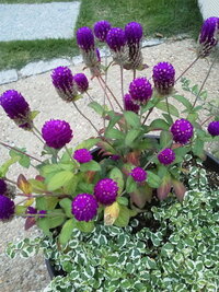 この花は吾亦紅ですか 千日紅の紫です Http Image Yahoo 知恵袋
