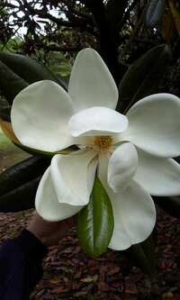 ゴムの木なのですが これは花なのでしょうか 画像つけますので 分かる Yahoo 知恵袋