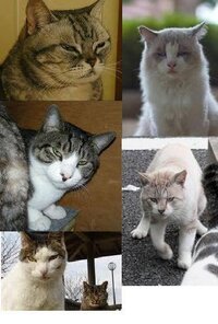 人相の悪い自分だとしたら 例えば写真のような 目付きの悪いネコ Yahoo 知恵袋