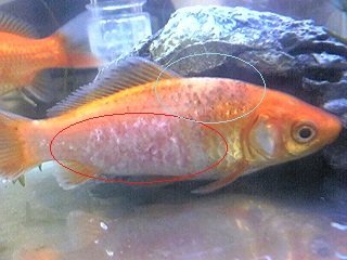 飛び出してしまった金魚は元気になりますか？ - 閲覧ありがと