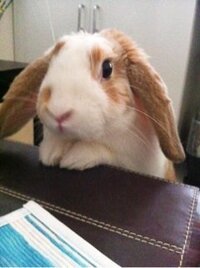 うさぎ飛行機 仕事の都合で 1年間 韓国に移住することになりまし Yahoo 知恵袋