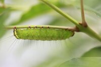 シマトネリコにビッシリついていた虫ですが なんという虫なんでしょうか 害虫の場 Yahoo 知恵袋