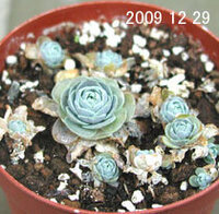 多肉植物の名前と特徴 ベンケイソウ科クラッスラ属の 蔓蓮華 と オロ Yahoo 知恵袋