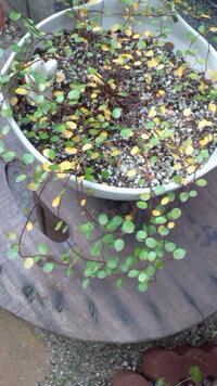 ガーデニング ワイヤープランツについて 少し前から庭のワイヤープランツ Yahoo 知恵袋