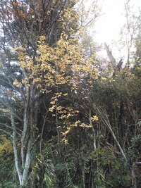この季節 山の雑木で葉が薄い黄色で綺麗に黄葉している木がありますが 何 Yahoo 知恵袋