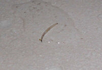 浴室に写真のような虫がいました いったい何の虫で何か害がある Yahoo 知恵袋