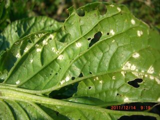 ビタミン菜ですが 葉の裏に白い斑点が 虫の卵じゃあな Yahoo 知恵袋