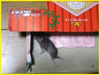 ゴキブリホイホイにねずみさんがはいっていたことはありますか Yahoo 知恵袋