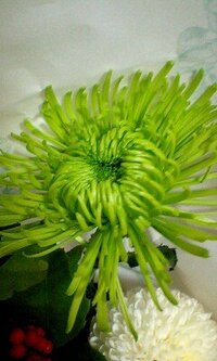 緑色の菊についてです この画像の菊は何という品種なのでしょう Yahoo 知恵袋