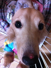 犬が寝ている時 呼吸をすると震えてのをよく見ますどういうこと Yahoo 知恵袋