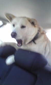 添付画像のような 犬の面白い画像ありませんか どうぞー Yahoo 知恵袋