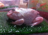 ｸﾗﾝｳｪﾙﾂﾉｶﾞｴﾙの異常変色について 昨年11月初旬に Yahoo 知恵袋