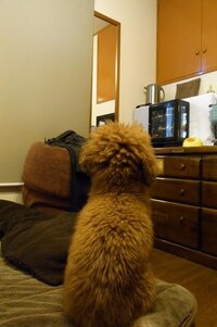 犬の行動について質問です うちの犬は私の部屋にくるとよく部屋の Yahoo 知恵袋