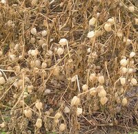 食用ほおずきの冬越し普通のほおずきは多年草ですが 食用ほおずきはどう Yahoo 知恵袋