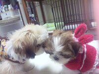 犬のマナーベルト 出かけるときにマナーベルトをしているのですが 中に Yahoo 知恵袋