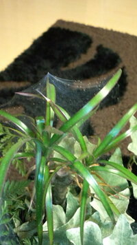観葉植物に蜘蛛の巣のようなものが付き始め、よくよく見ると小さいダニのようなものがたくさん動いていました。
これって一体なんでしょうか？  ハダニの一種？

駆除方法など、教えていただければ幸いです。

宜しくお願いします。
