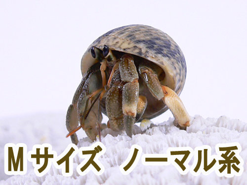 オカヤドカリでてこない T T オカヤドカリを飼って8 Yahoo 知恵袋