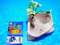 オカヤドカリの水入れは ヤドカリアイランドと写真のようなタイ Yahoo 知恵袋