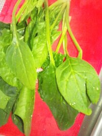 卵の殻を酢で浸すと酢酸カルシウムができると聞き チャレンジしてい Yahoo 知恵袋