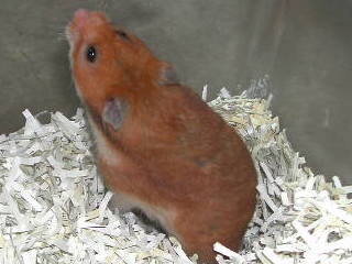 ゴールデンハムスターの野生色 茶 と ノーマル 茶と白 の違いや特徴な Yahoo 知恵袋