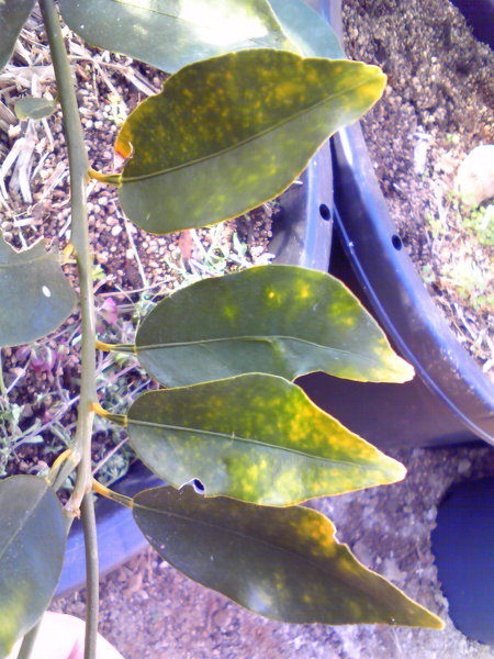 キンカン（プチマル）の葉が全て黄色に。。。 - 昨年キンカン