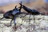 カブトムシとクワガタ どちらが強いですか その画像の組み合わせ Yahoo 知恵袋