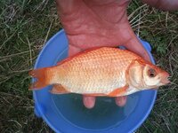 赤いヘラブナ 赤ヘラ の稚魚 5 10cm はどこで購入出来るのでしょうか Yahoo 知恵袋