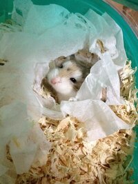 1週間前からロボロフスキーハムスターを飼っています 買ってき Yahoo 知恵袋