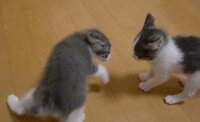 ドラえもんのミーちゃん ミィちゃん って飼い猫ですか 野良猫ですか Yahoo 知恵袋