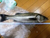 大分県大分市の住吉川でシーバス スズキ が釣れました 持ち帰って料 Yahoo 知恵袋