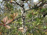 今の時季 このヒサカキ についている白い虫こぶのようなものは何でしょう Yahoo 知恵袋