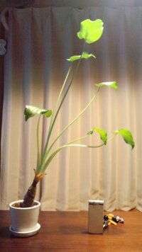 クワズイモの茎が伸びすぎて困っています どうしてでしょうか 茎葉が７本あ Yahoo 知恵袋