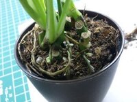 ポトスが根詰まり症状を起こしています ただ植え替えは5月 Yahoo 知恵袋