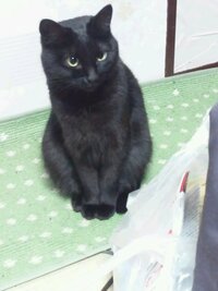 猫が帰って来なくなり1ヶ月過ぎます 飼い猫で家と外の出入りは自 Yahoo 知恵袋